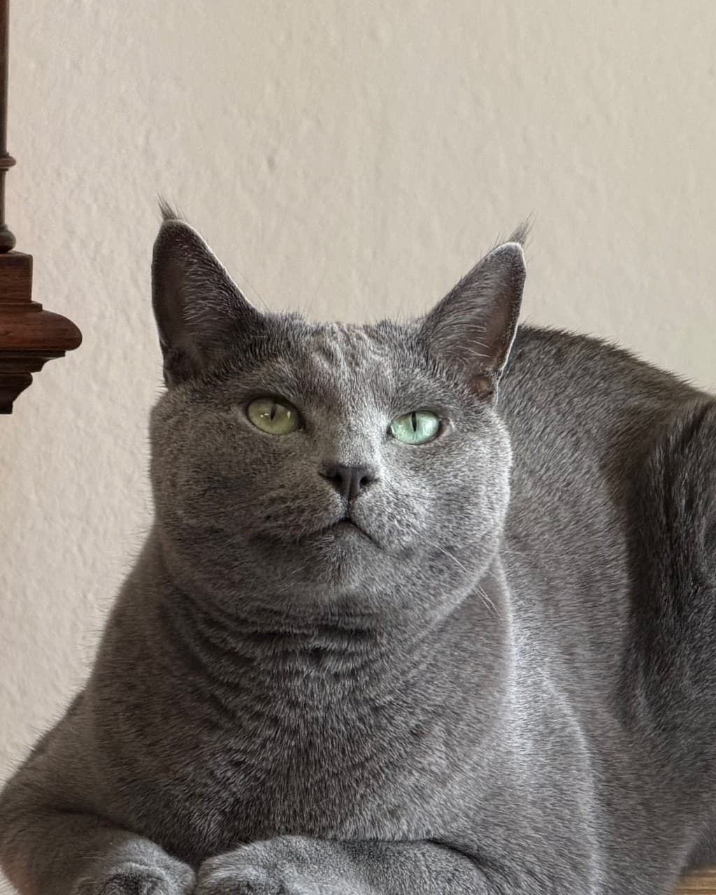 Spontanes Handyfoto vom Kater des PetPhotos-Gründers vor der Erstellung