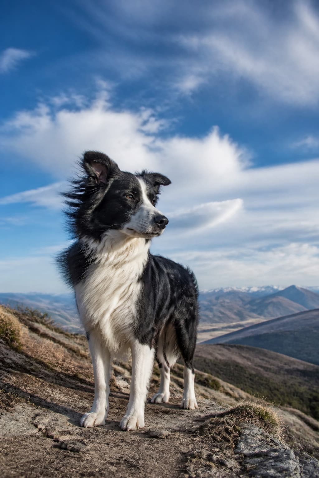 AI pet portrait in Adventure style — a working dog on a ridgeline with wind in its coat, wide sky and distant hills behind