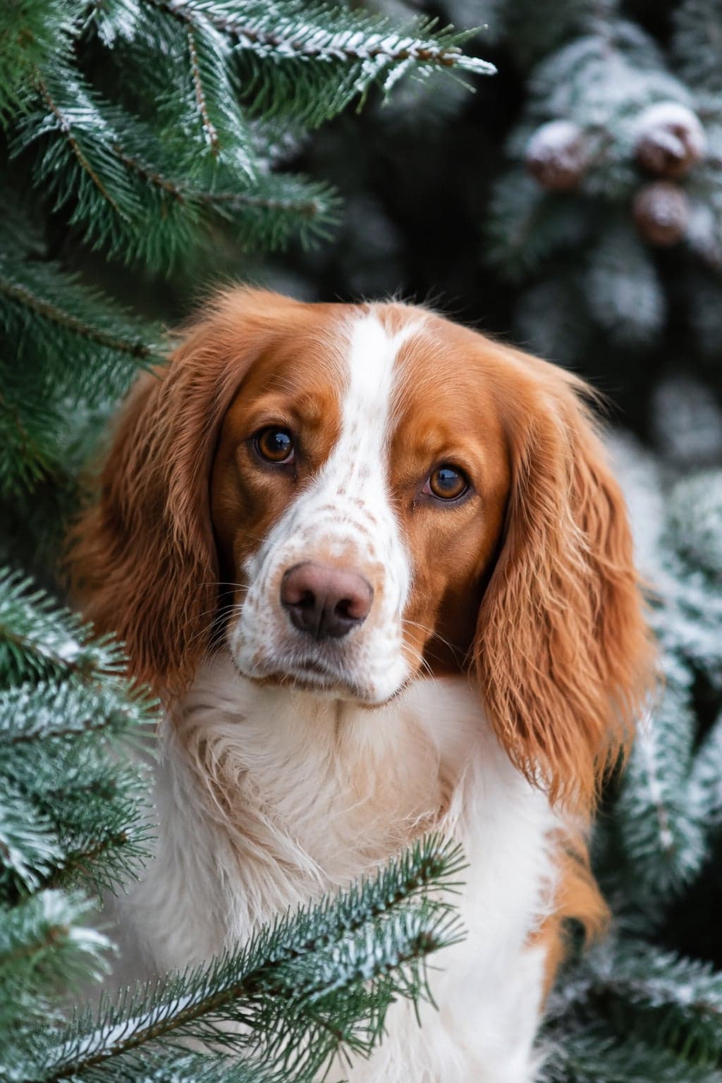 AI pet portrait in Evergreen style — a ginger-and-white spaniel framed by deep green pine and fir thrown out of focus, with no ornaments anywhere in the frame