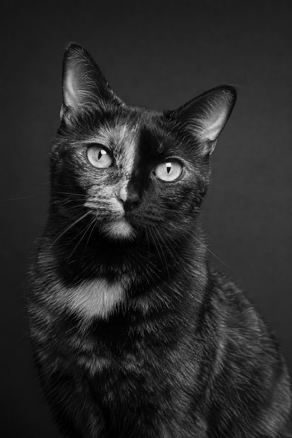 AI pet portrait in Black & White style — a tortoiseshell cat with a mottled coat and broken facial pattern, strong side light against a dark grey backdrop